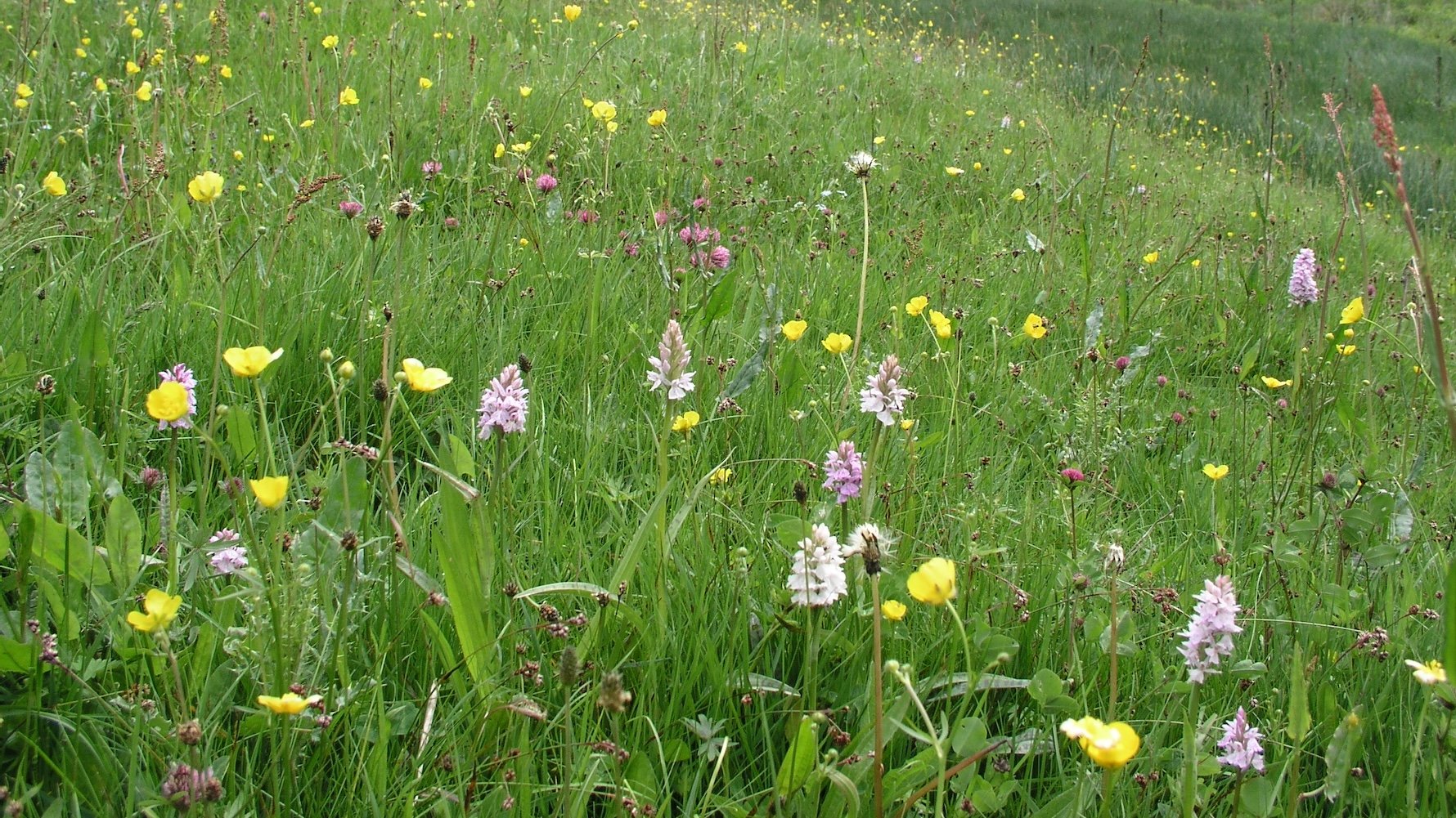Les orchidées des prairies humides déploient leurs pétales