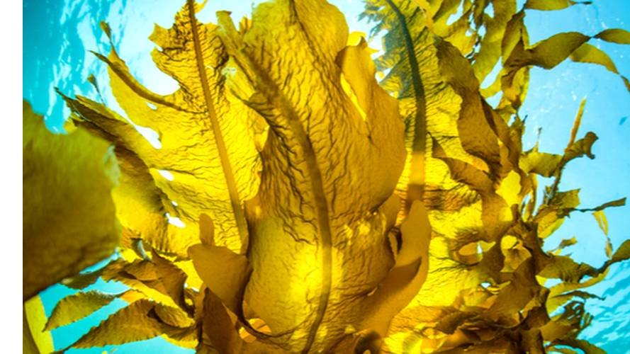 Les algues et l'énergie solaire font équipe en mer