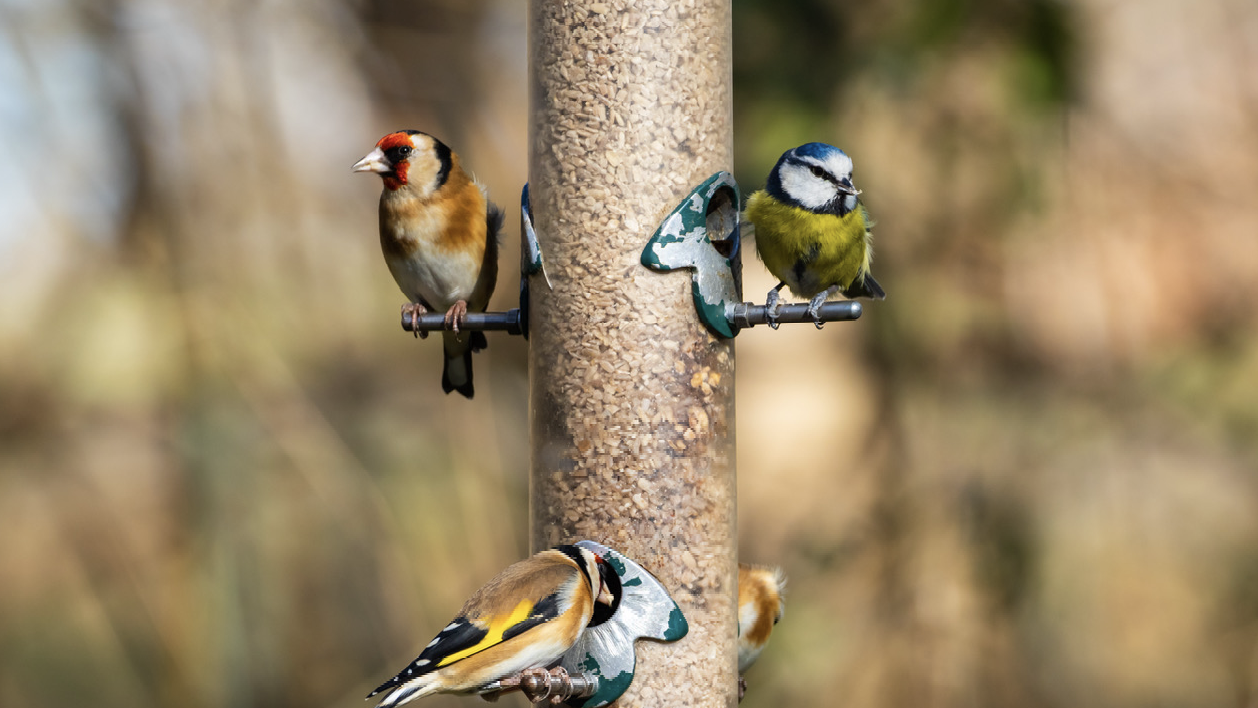 Recensement des oiseaux