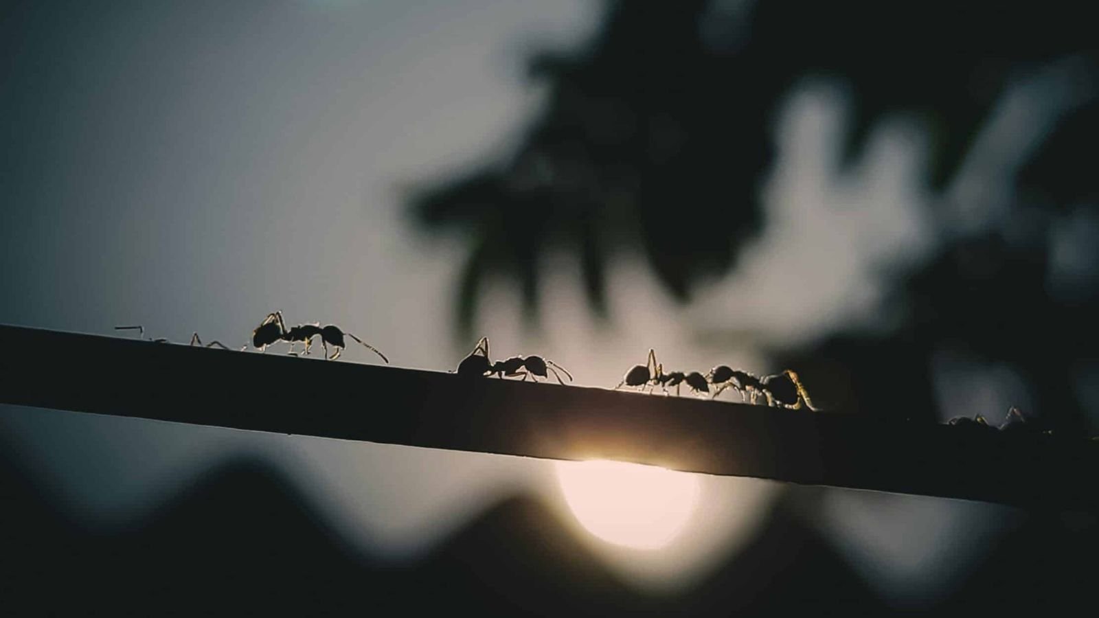 Le collectif, la vraie prochaine ressource ?