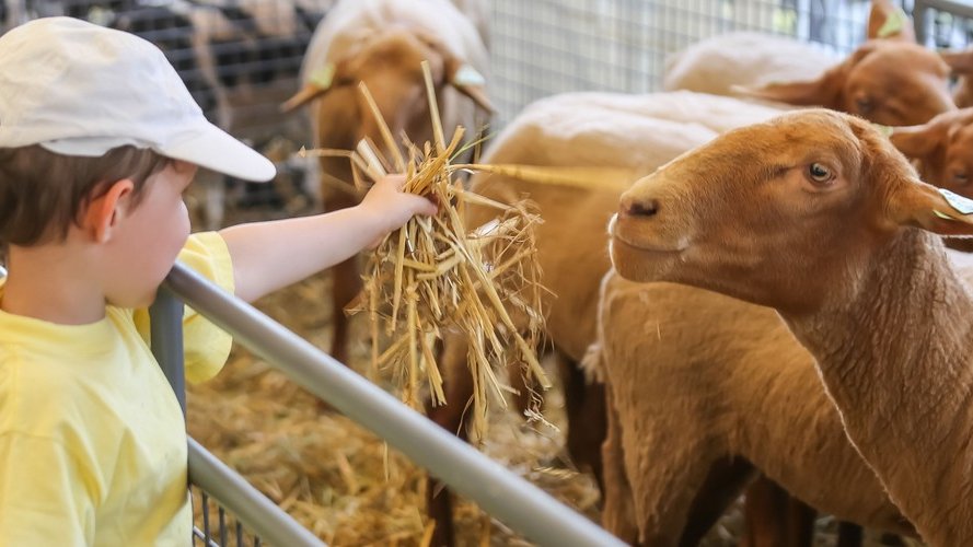 Foire agricole à Ettelbruck : gagnez du temps, allez-y en train !