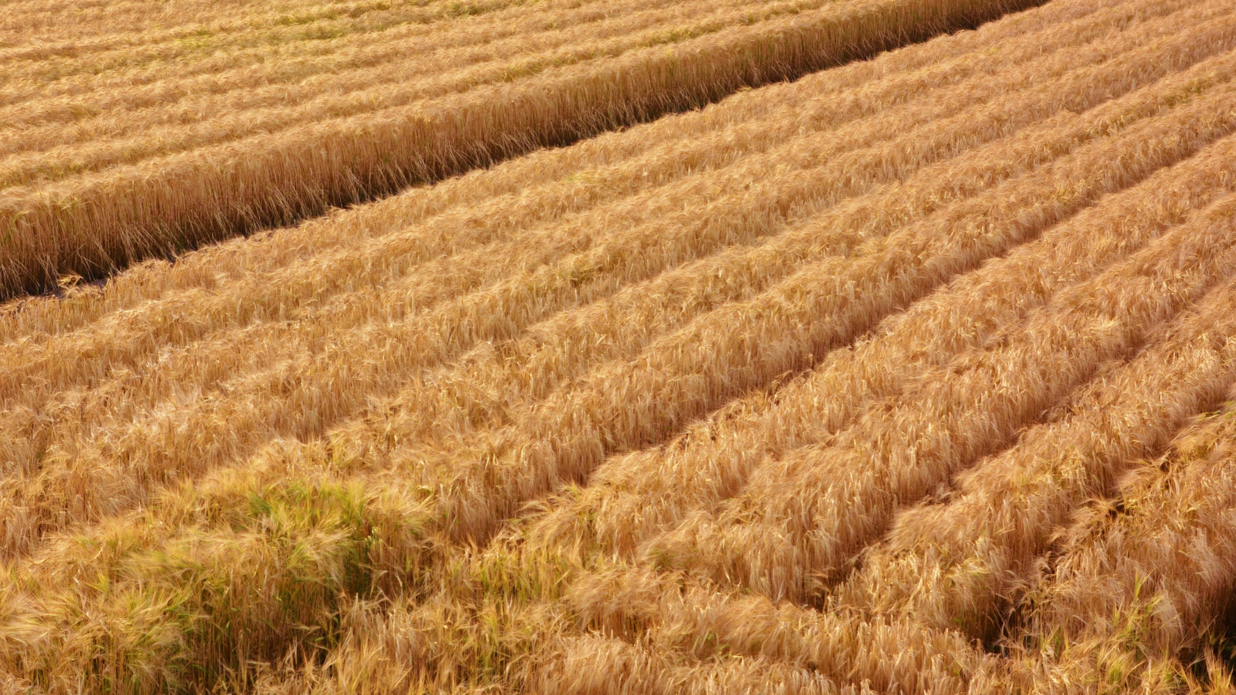 Meng Landwirtschaft fordert Luxemburger EU-Abgeordnete : Stoppt die Gentechnik