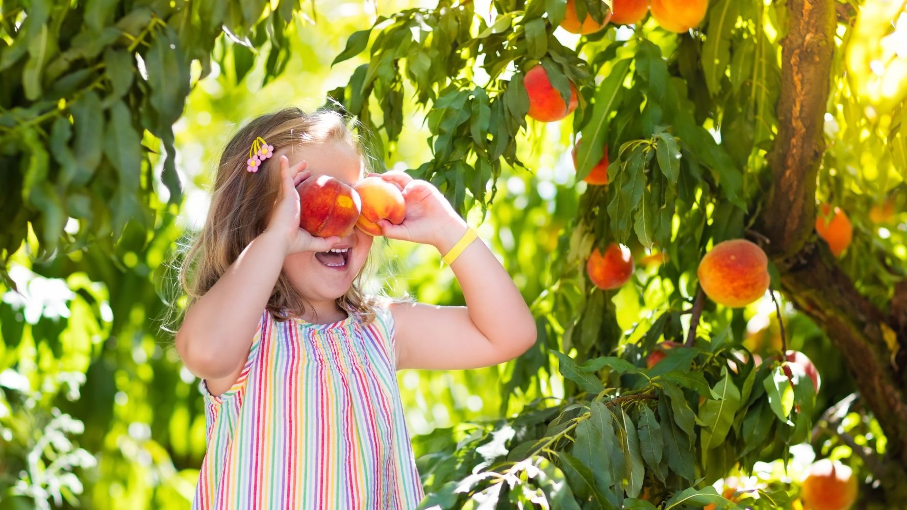 Qui fournira les fruits et légumes aux écoles ? L'appel d'offres est lancé