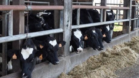 Des paysans bretons s'en sortent bien… en changeant l'agriculture