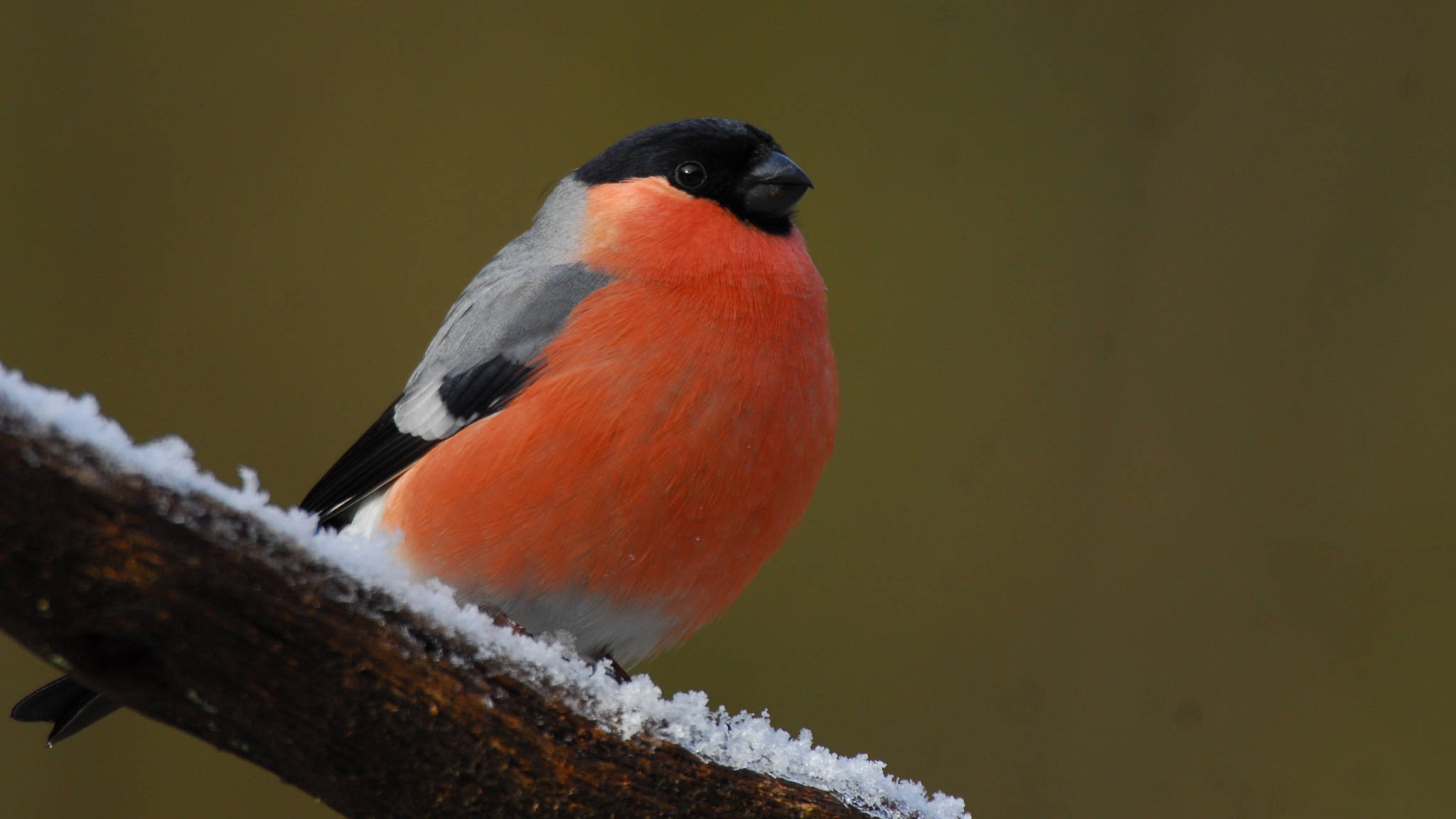 Wie halten sich die Vögel eigentlich im Winter warm und ernähren sich ?