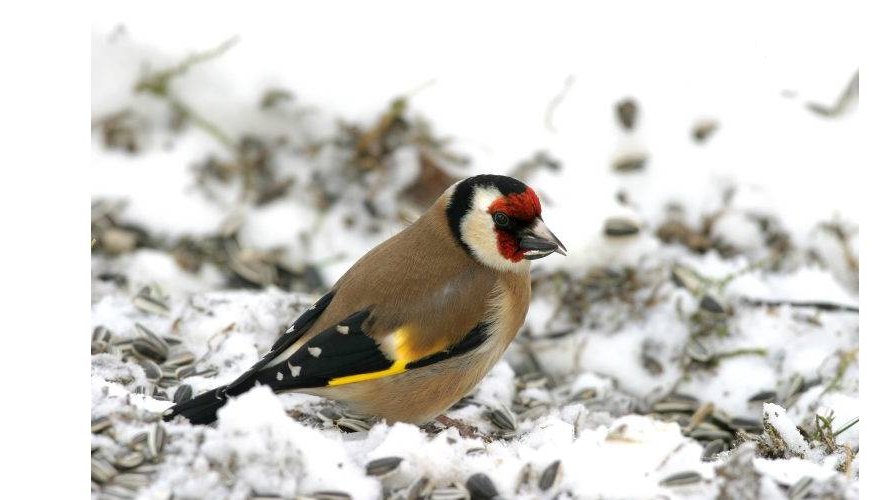 Recensement des oiseaux