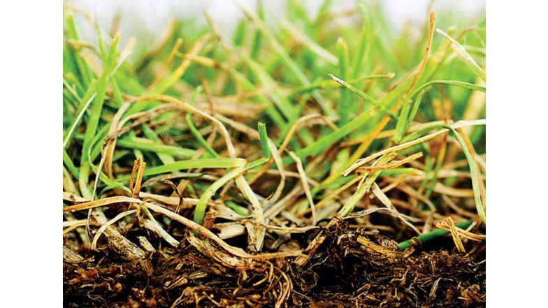 Des sols pour la sécurité alimentaire et le climat
