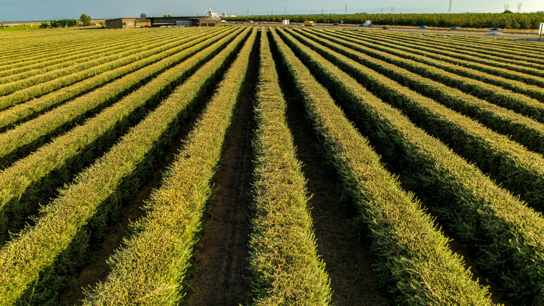 Le rôle de l'assurance agricole indicielle en Afrique de l'Ouest
