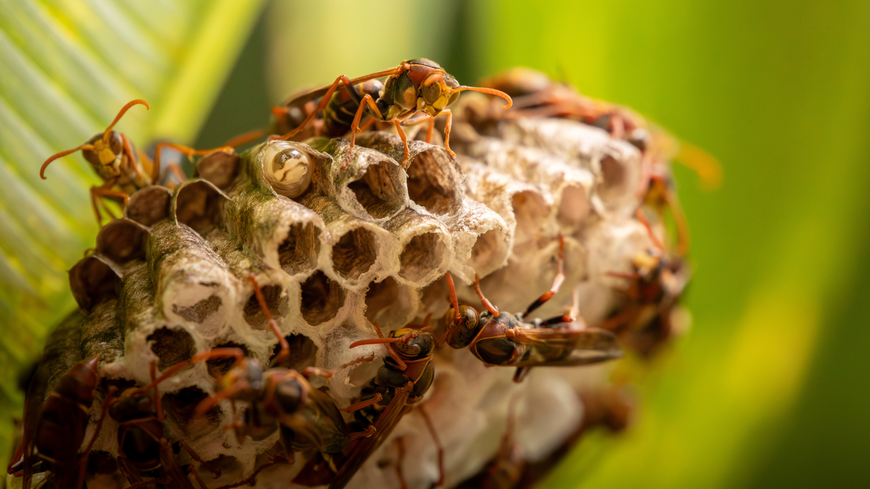 Le Luxembourg renforce sa lutte contre le frelon asiatique