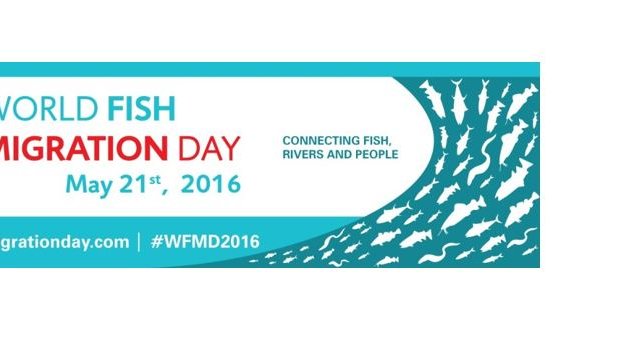 World Fishing Day - une bonne occasion pour souligner les exigences des poissons migrateurs