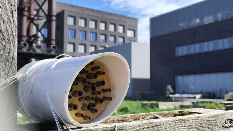 Insectes pollinisateurs : mieux les connaître pour mieux les protéger