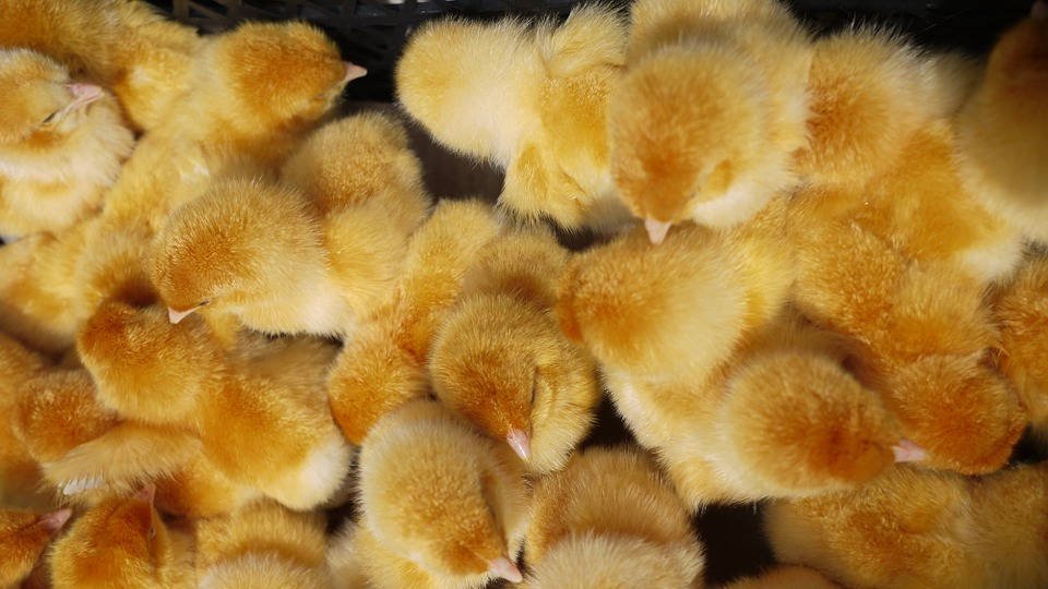 Le bien-être des animaux au coeur des préoccupations