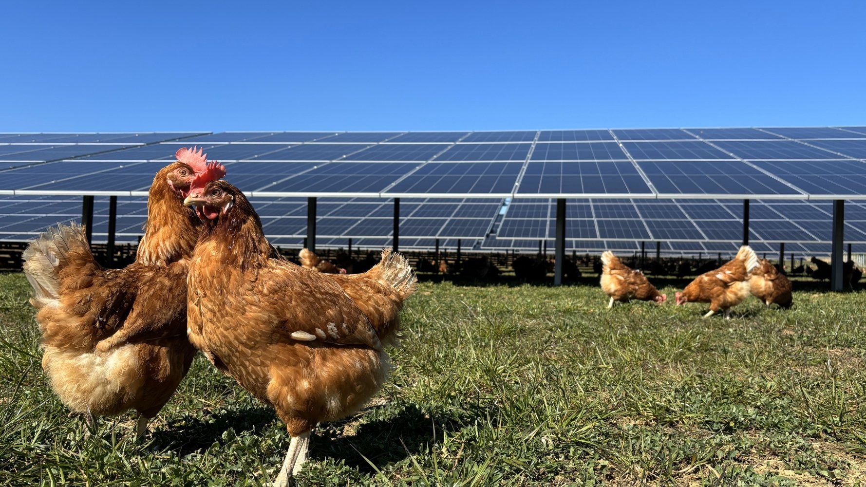 Enovos conjugue énergie et biodiversité avec l'agri-PV