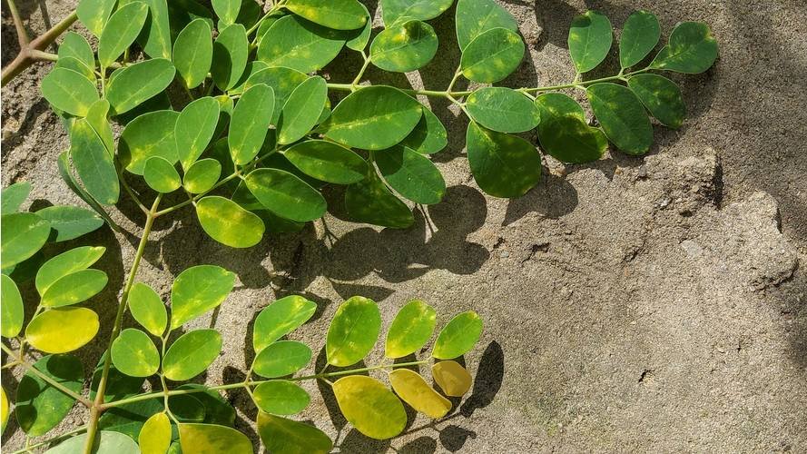 À la découverte de l'arbre de la vie : le Moringa