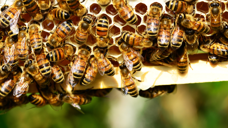 Une colonie d'abeilles chez Solar Screen !