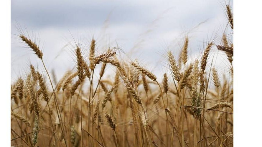 OIKOPOLIS am Dialog : „Neues Land für Bio-Bauern sichern“