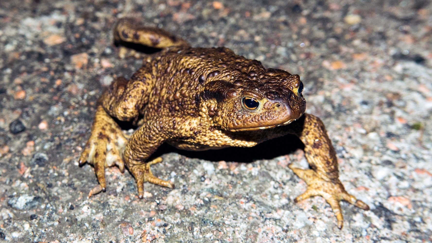 Prudence sur les routes lors de la migration des crapauds en fin de saison