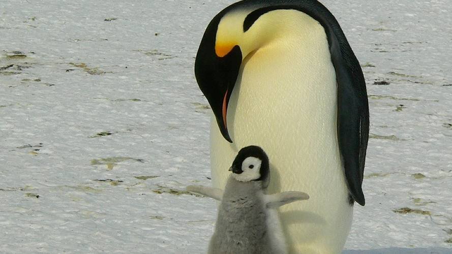Emperors on thin ice : three years of breeding failure at Halley Bay