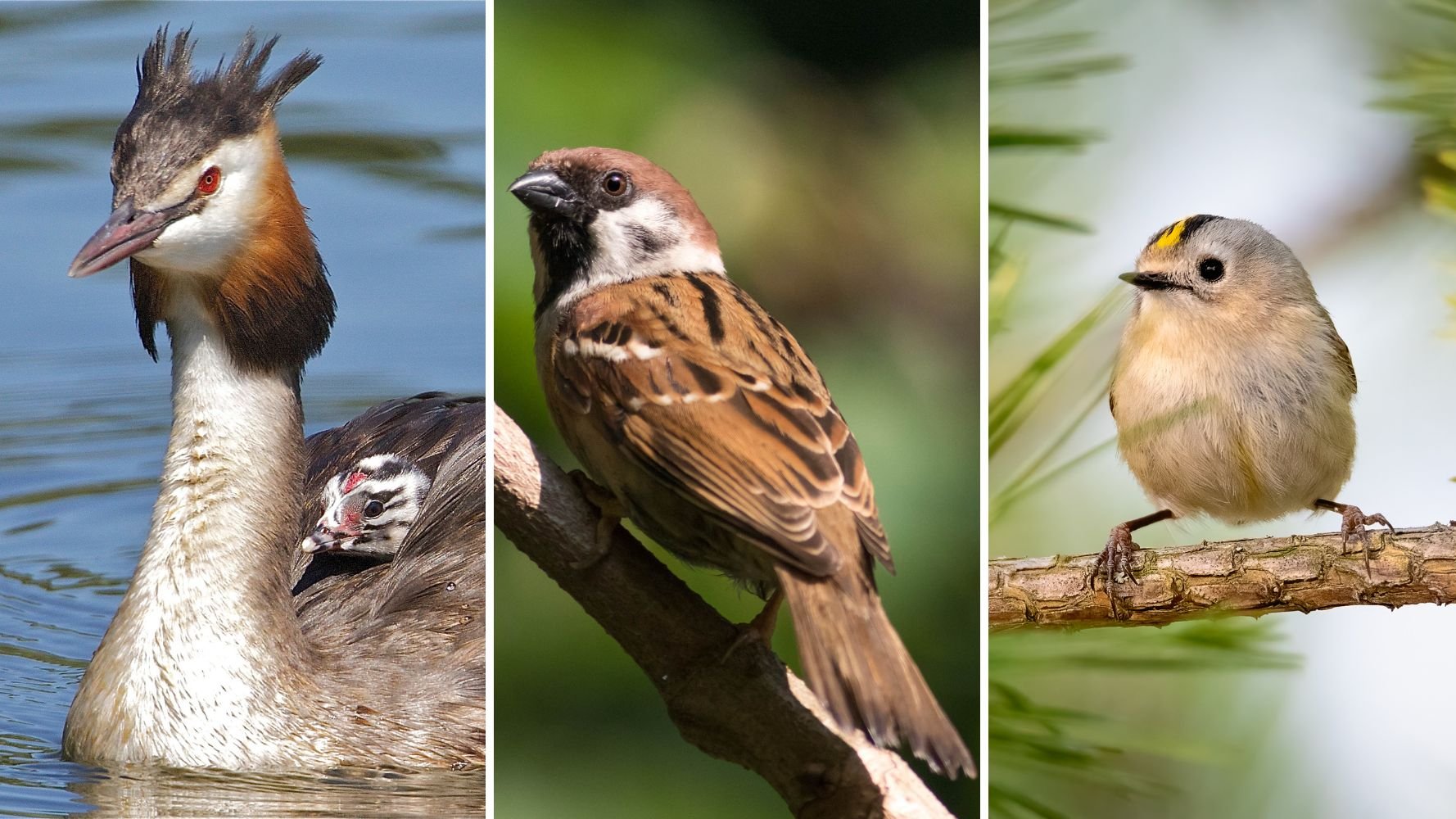Le grand public choisit l'oiseau luxembourgeois de l'année 2027