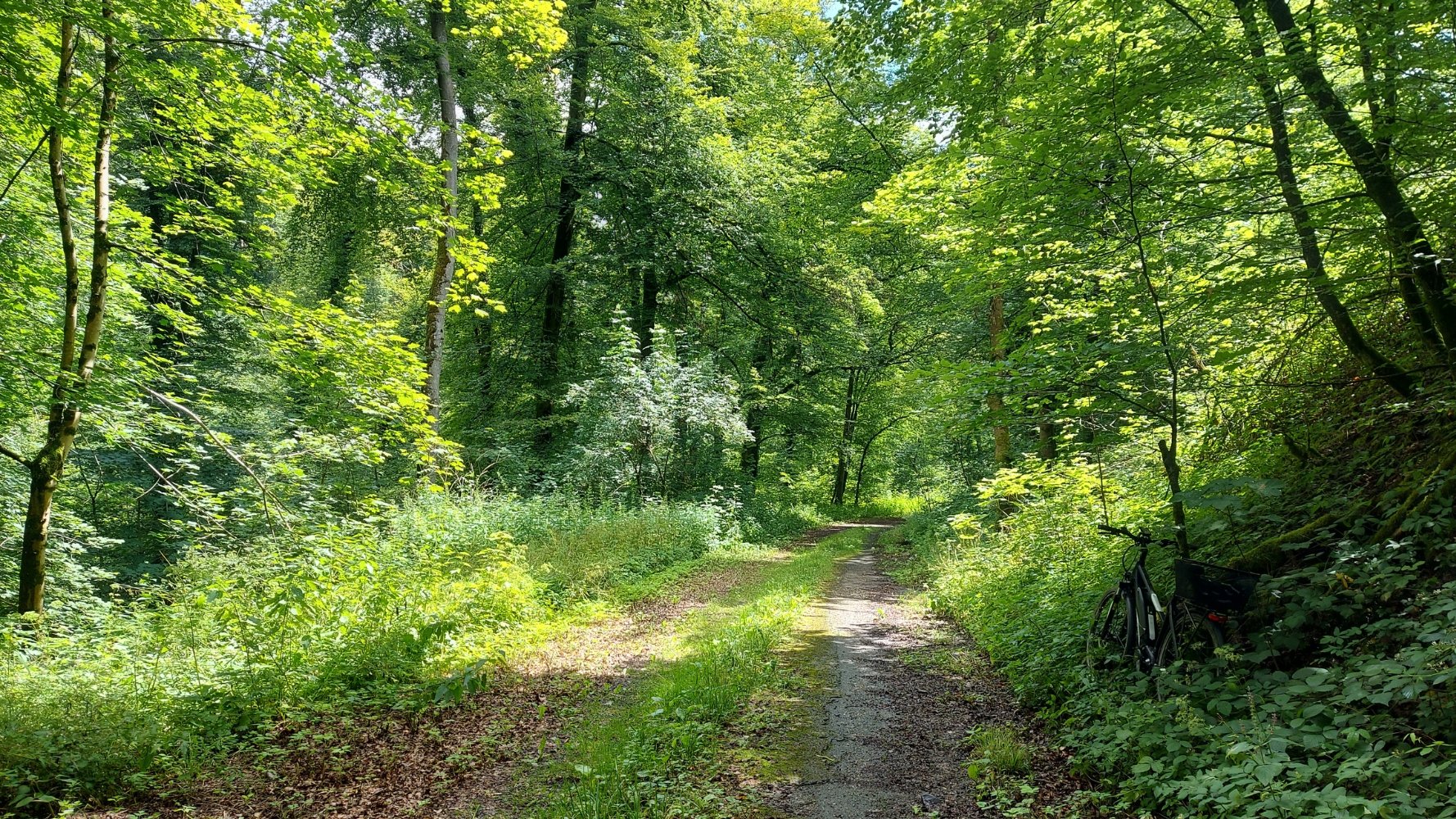 forêt communale de Contern
