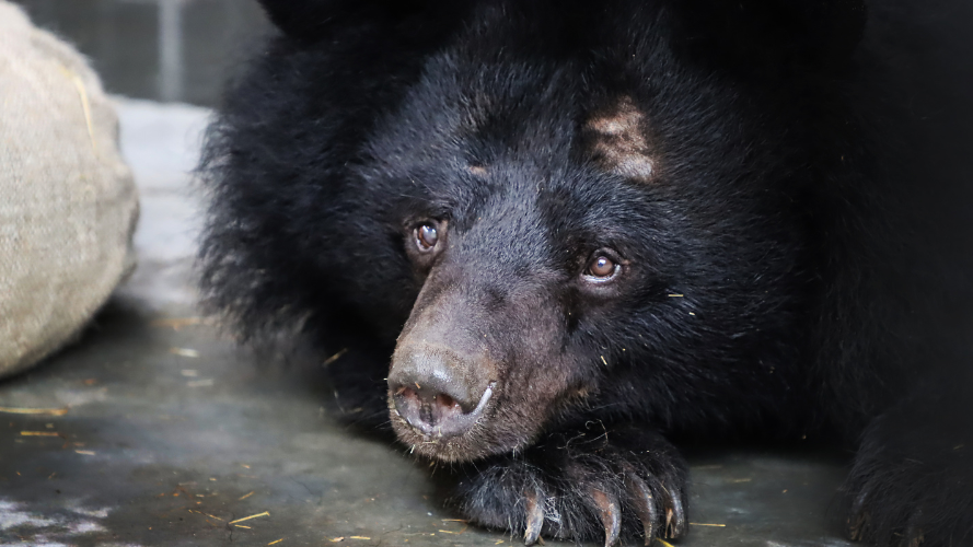 Six former bile bears arrive at Knuthenborg in Denmark following rescue mission