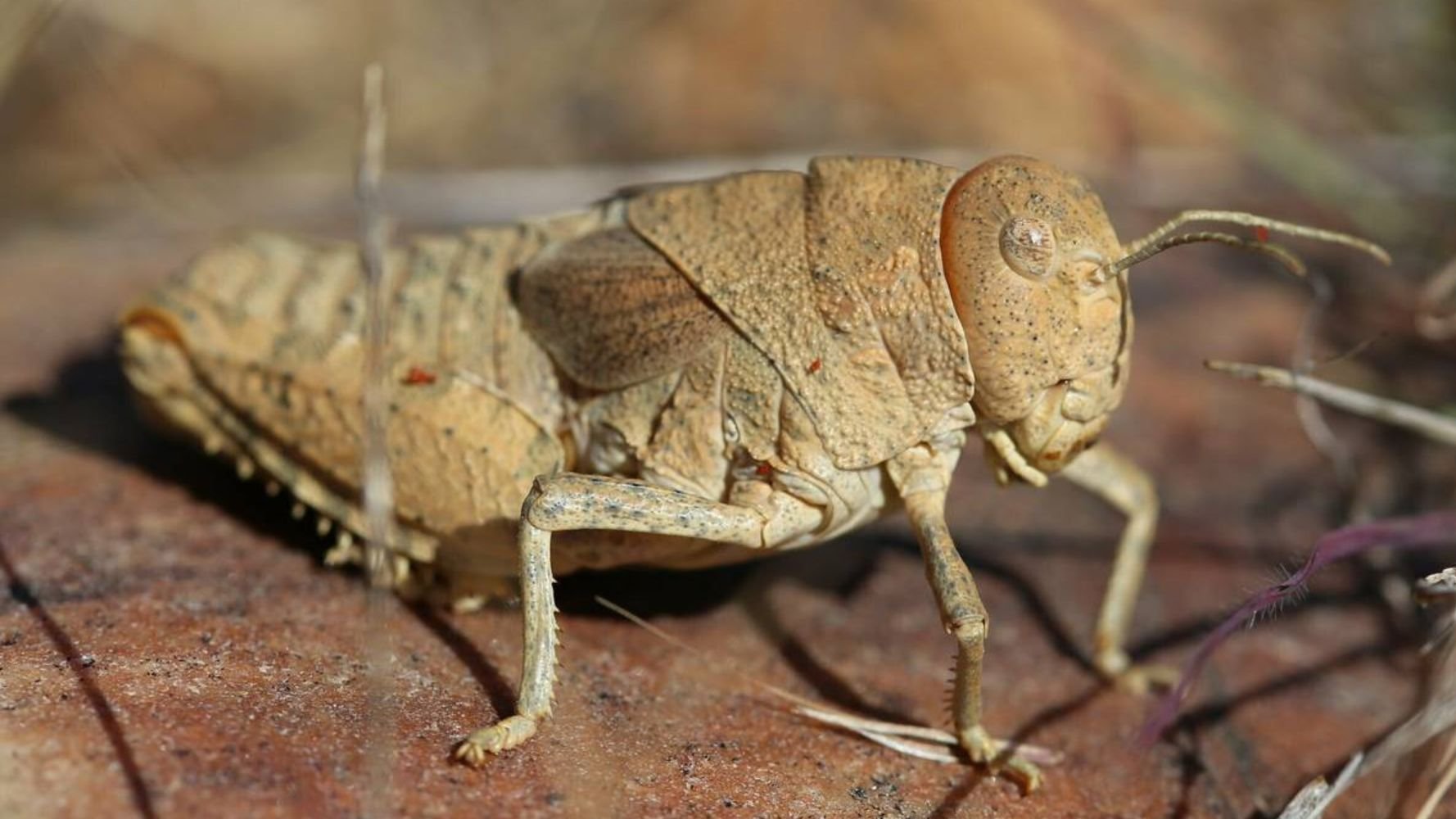 Prionotropis-rhodanica
