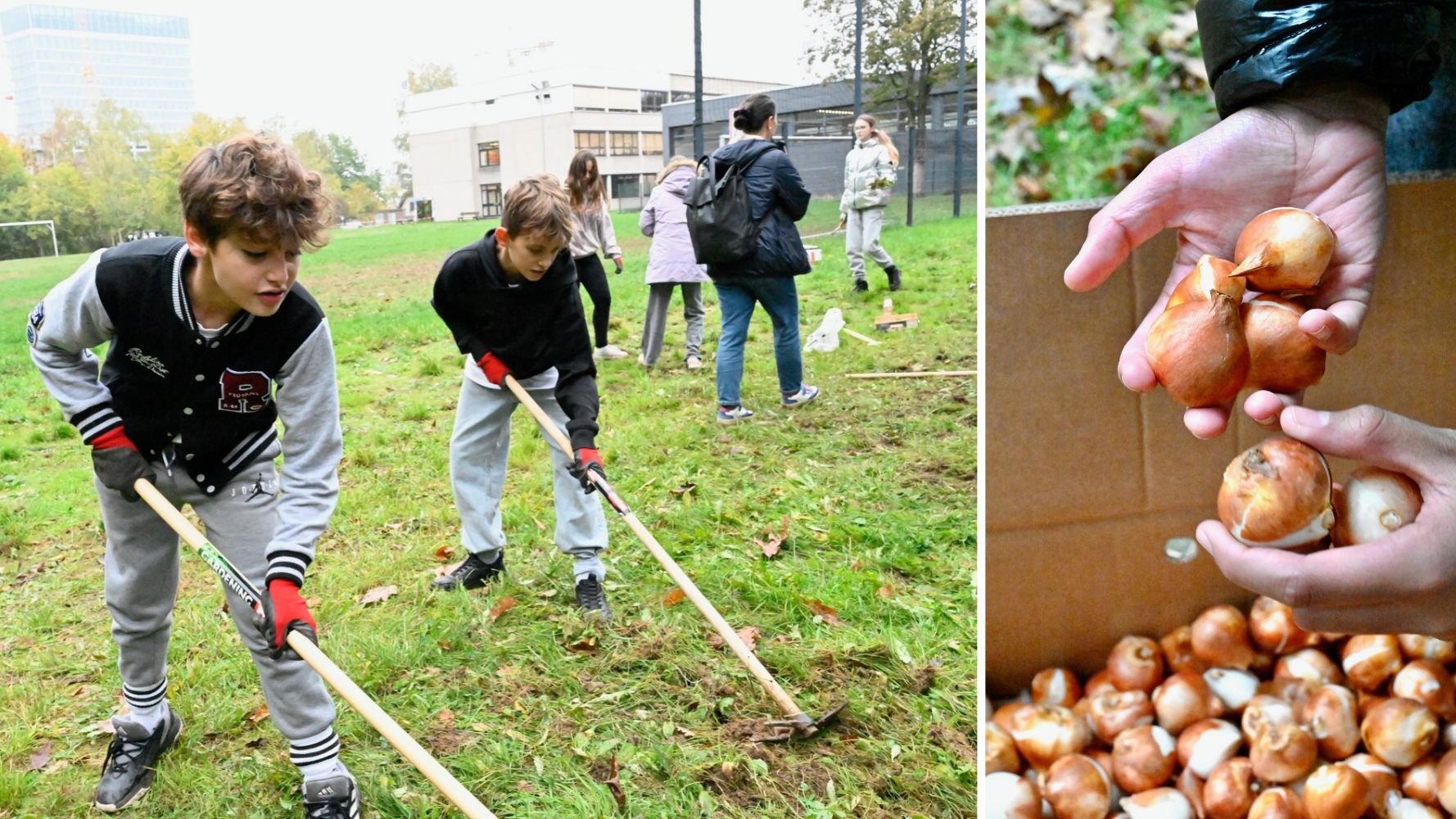 Les élèves de l'école Sainte-Sophie plantent des bulbes pour les pollinisateurs