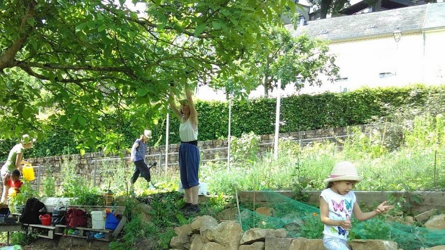 Les jardins communautaires, refuges pour la biodiversité