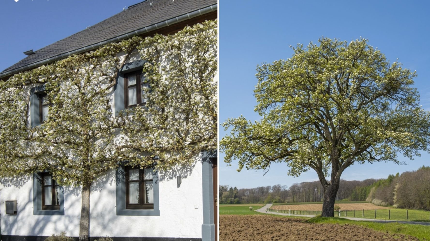 Le Luxembourg met en lumière ses arbres remarquables