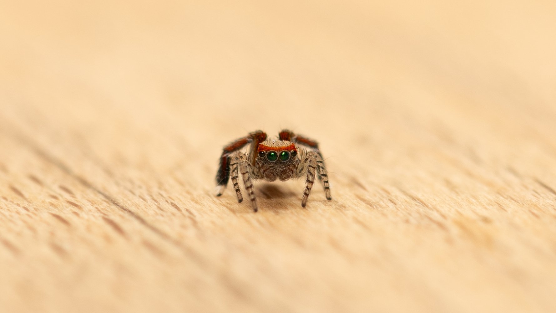 l'araignée sauteuse colorée Saitis barbipes