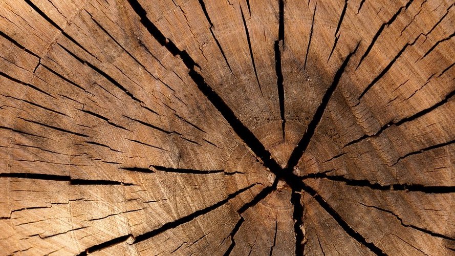 Nouveau « Wood Cluster » pour sculpter l'avenir de la filière bois