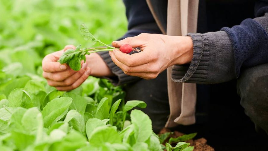 Un agrément officiel pour la qualité des produits agricoles