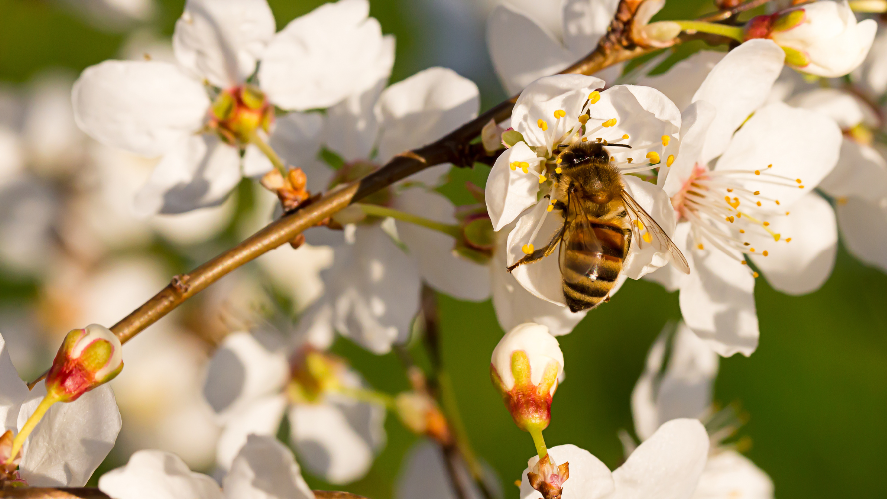 Workshop : les pollinisateurs de nos jardins