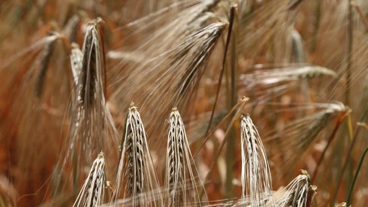 Intolérance au gluten ? La malbouffe est-elle responsable ?