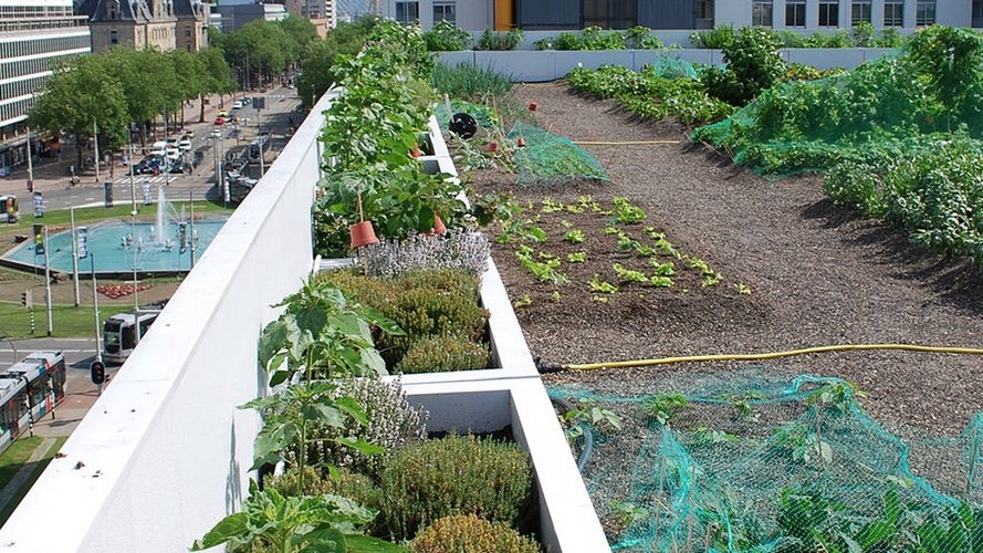 Une prairie sur le toit