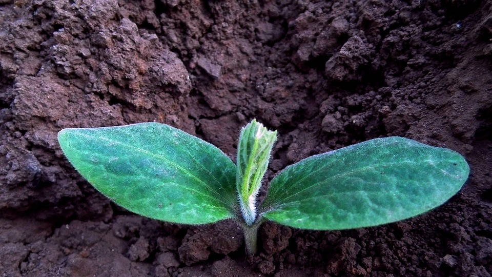 Le CITIM lance Need for Seed, un nouvel espace dédié aux semences