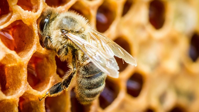Un système robotique pour sauver les abeilles ?