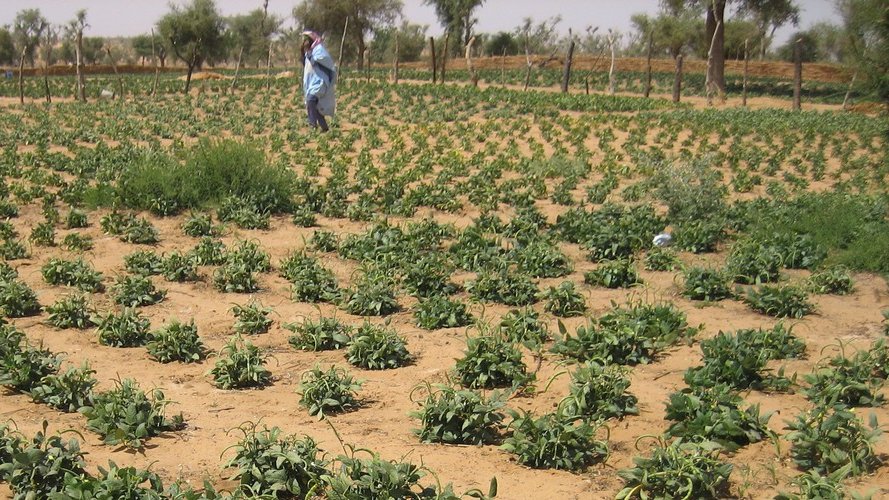 Témoignage-vidéo du Niger sur le projet d'accaparement de terres