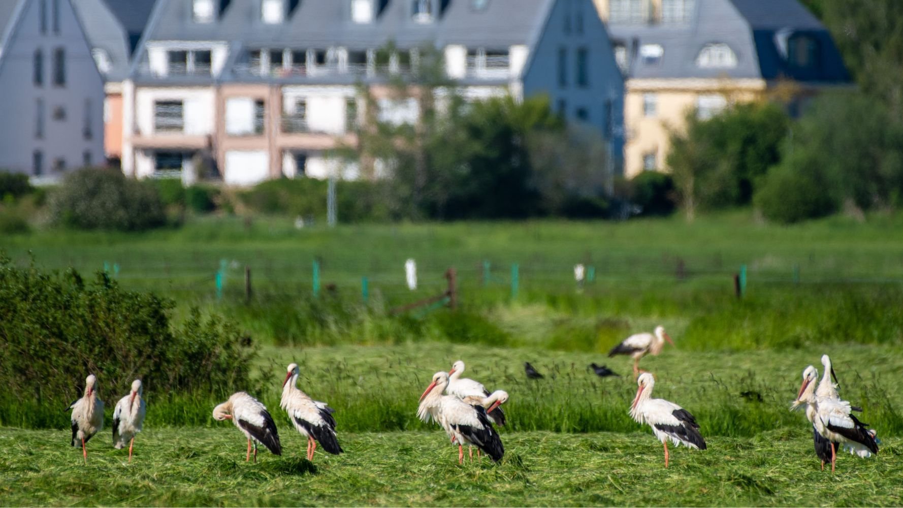 L'asbl natur&ëmwelt s'oppose à la construction du contournement d'Alzingen