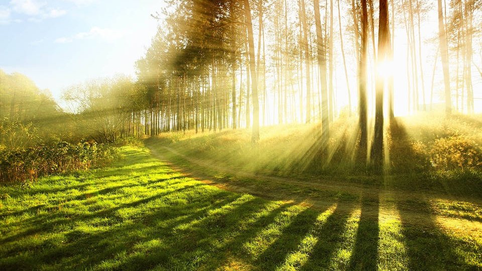 Une gestion durable est essentielle pour des forêts saines en Europe