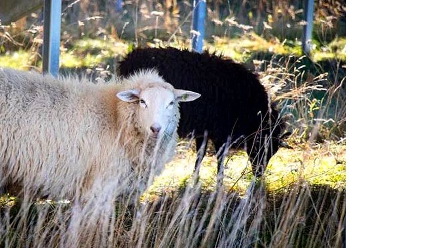 Photovoltaïque : des moutons au service de la biodiversité