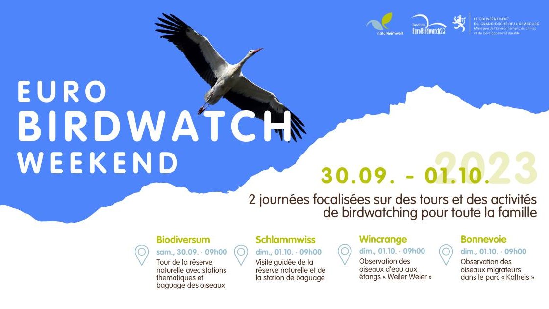 Observer ensemble la migration des oiseaux.
