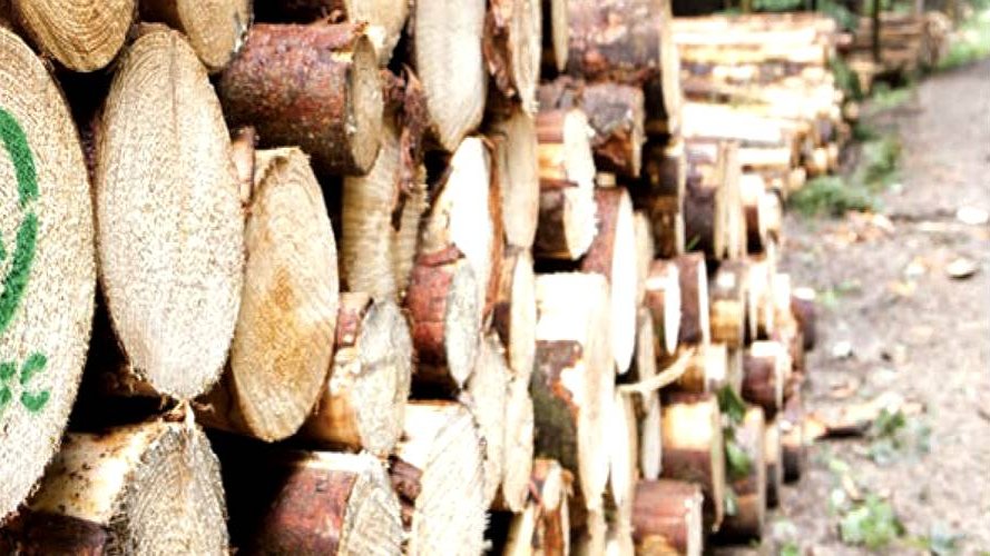 Le bois durable et la gestion certifiée