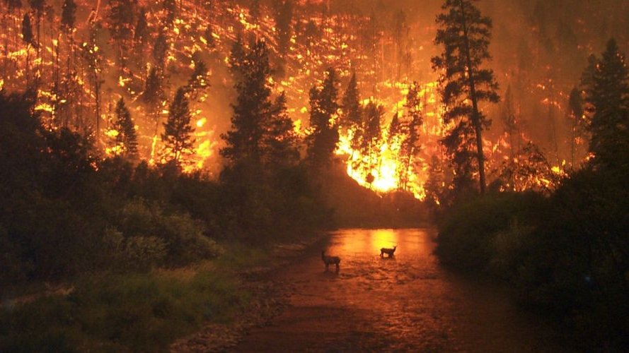 Quand les incendies ravagent la planète