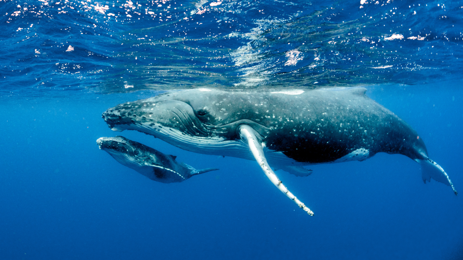 Un tournant décisif pour la protection des océans mondiaux