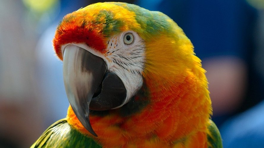 Avoir une cervelle d'oiseau est en fait un compliment