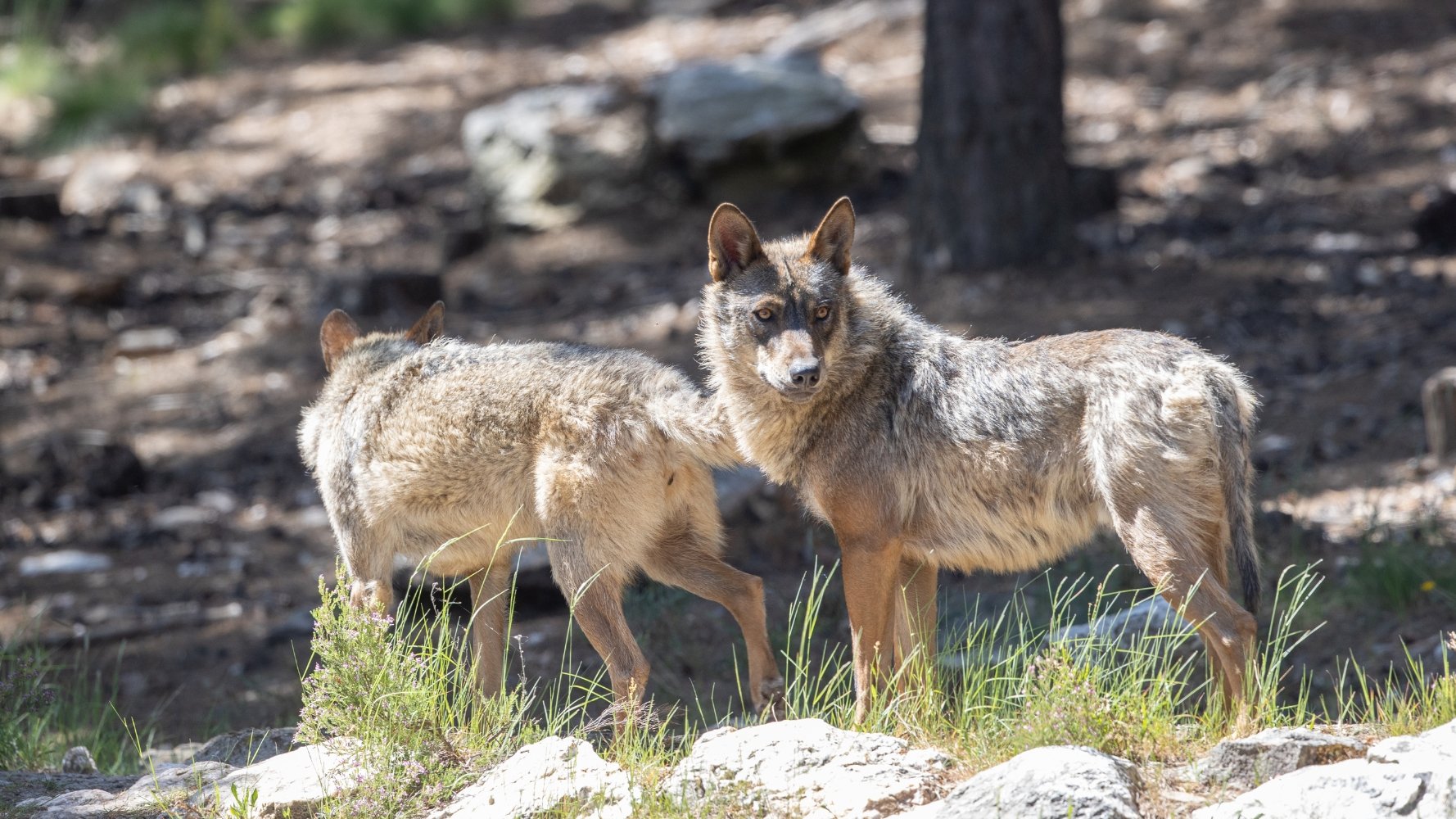 Des louveteaux ibériques sont nés au Parc Merveilleux