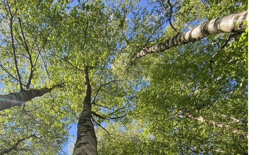 Arbre de l'année 2023 : le bouleau pubescent