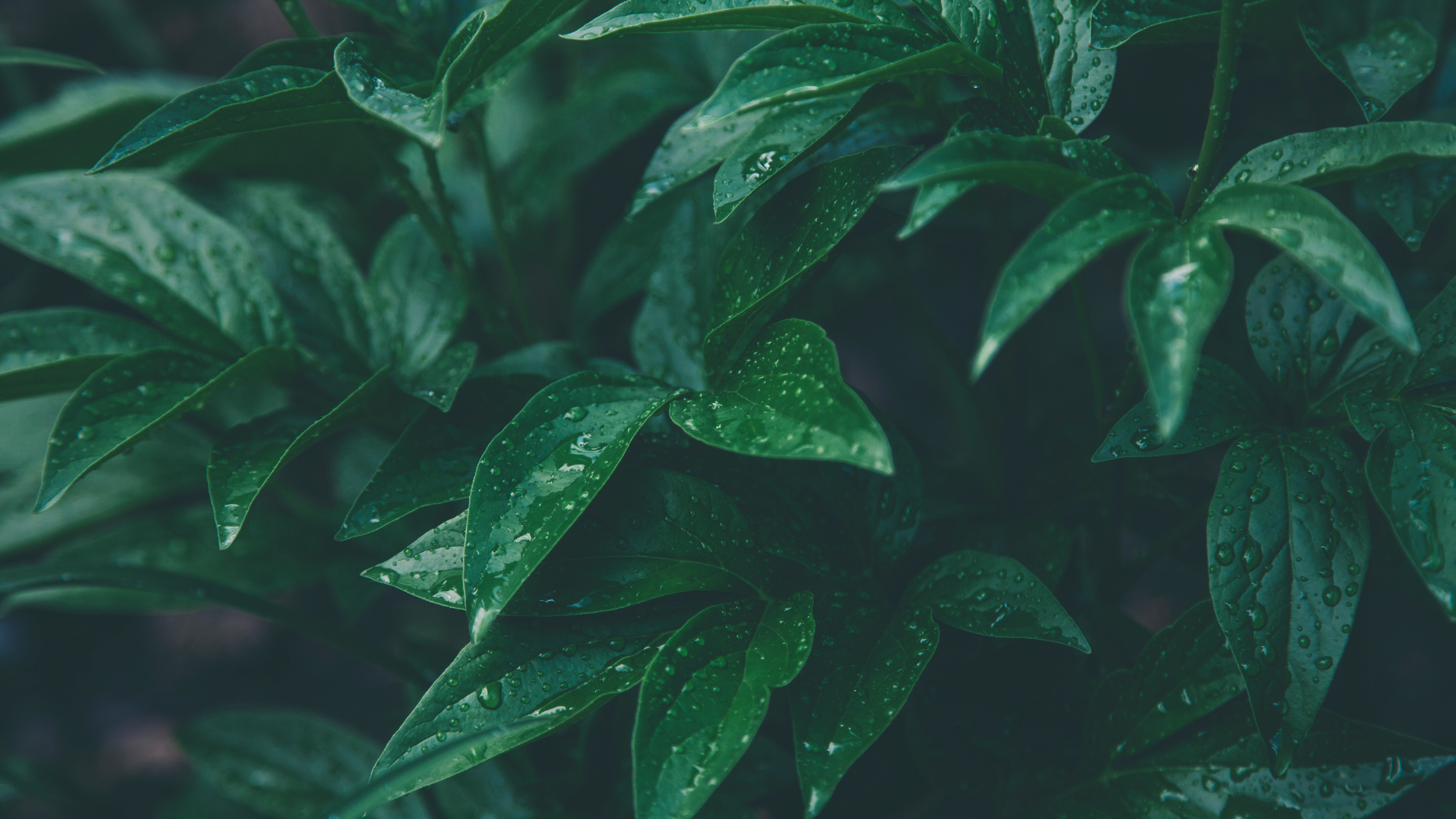 Plant Health 4 Life : promouvoir des gestes simples pour protéger les plantes