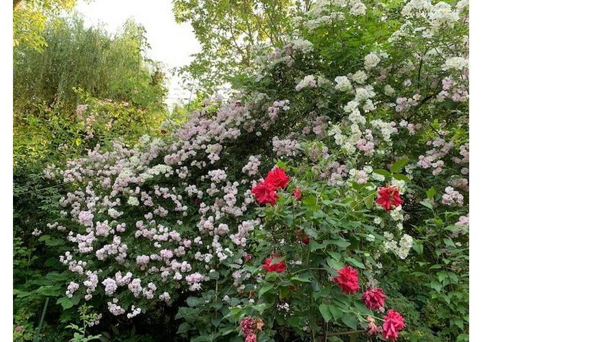 Visite du jardin naturel Paul Biren
